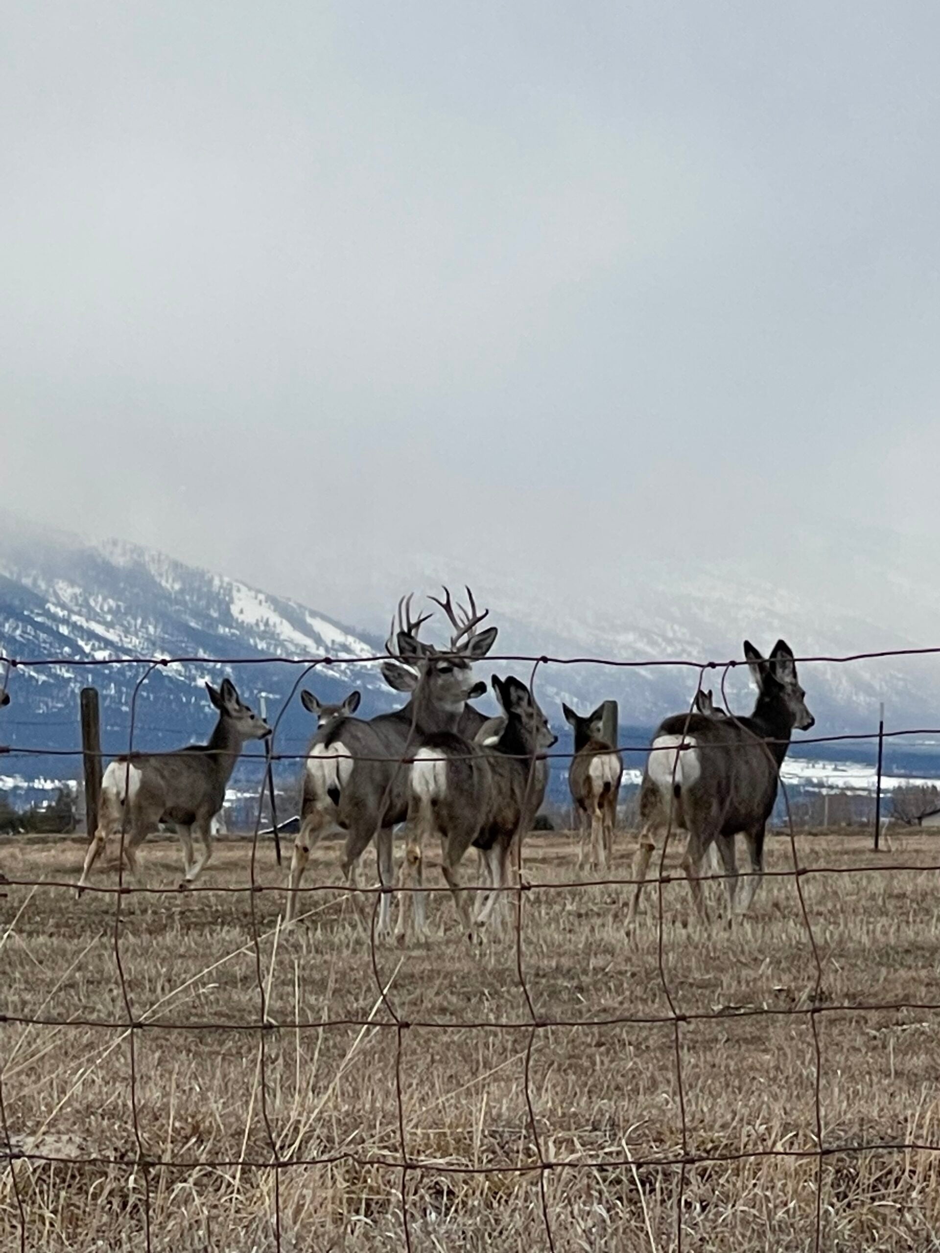mule deer in montana