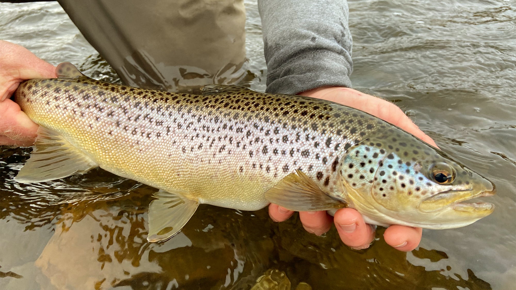 Is trout fishing difficult? Can I catch rainbow trout without fly fishing?  - Quora