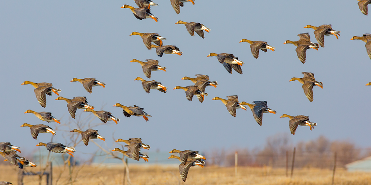 The Quiet, Green Future of Waterfowling