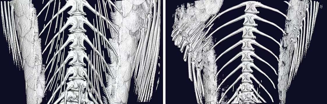 fish X-Ray showing bones