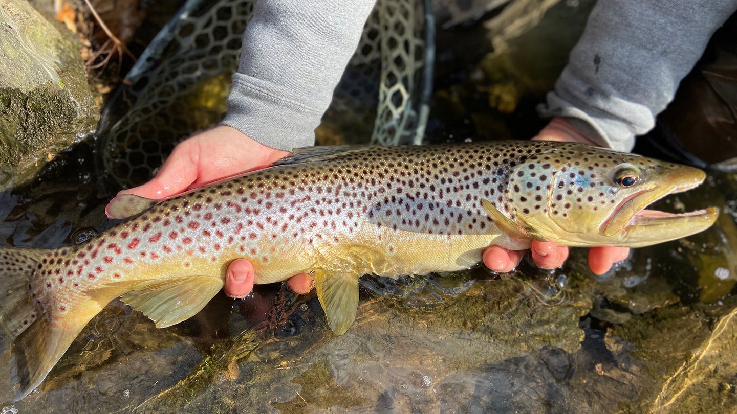 angler holding trout in two hands