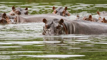 Colombia Struggles to Control Exploding Population of Over 100 Invasive Hippos
