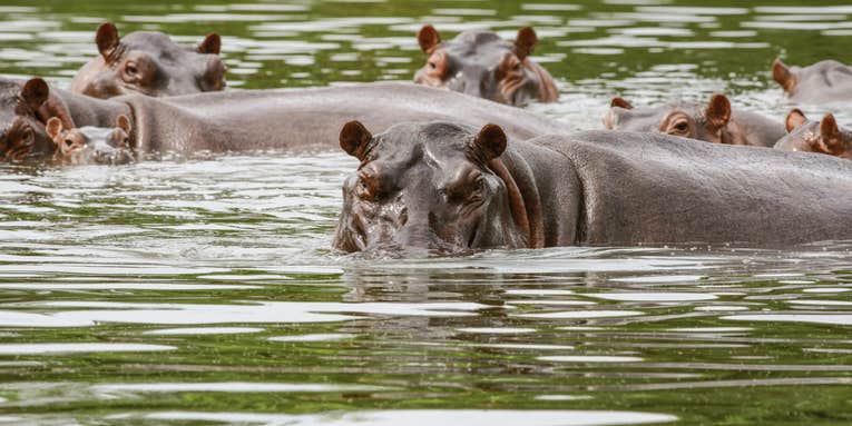 Colombia Struggles to Control Exploding Population of Over 100 Invasive Hippos