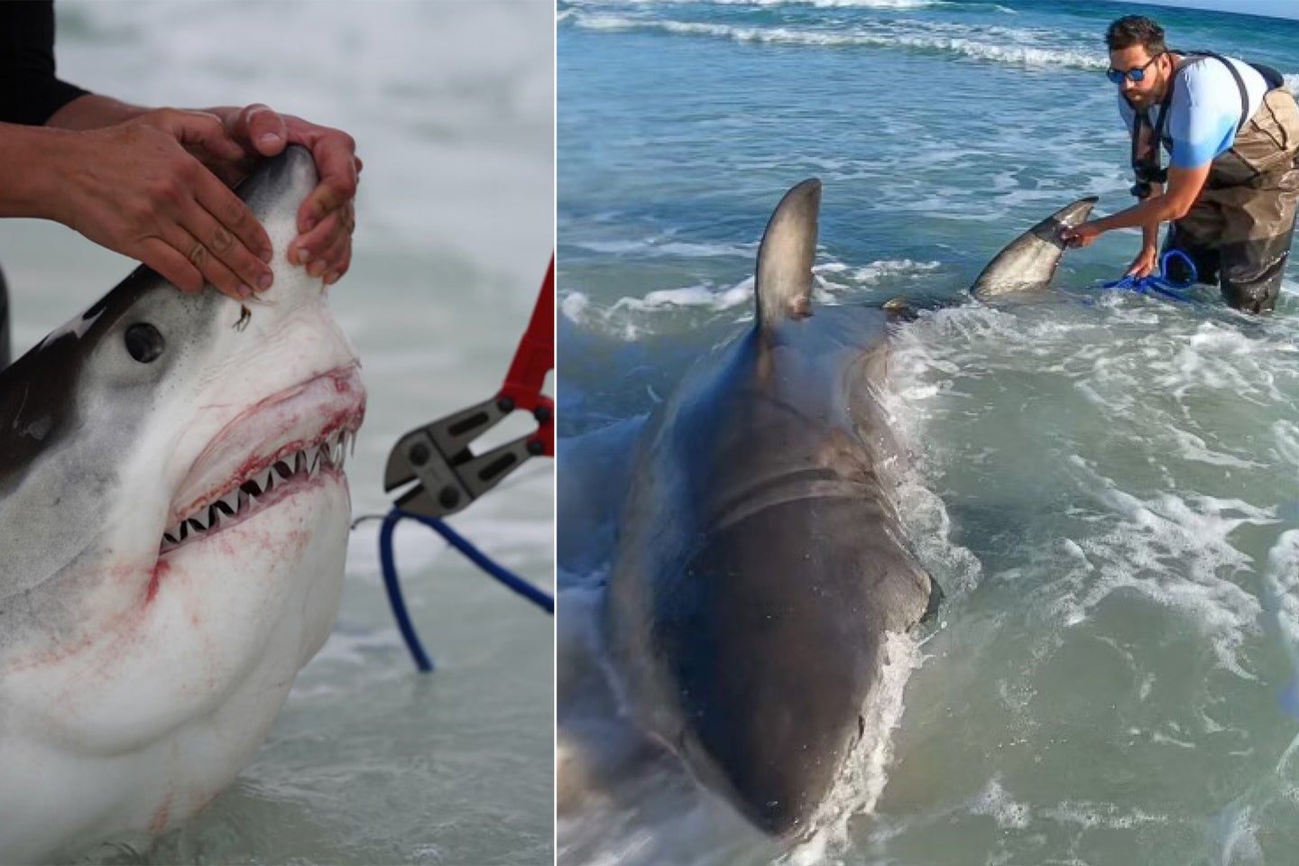 Watch: Anglers Land Giant Great White on Florida Beach