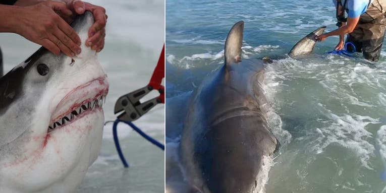 Watch: Surf Fishermen Catch 13-Foot Great White Shark