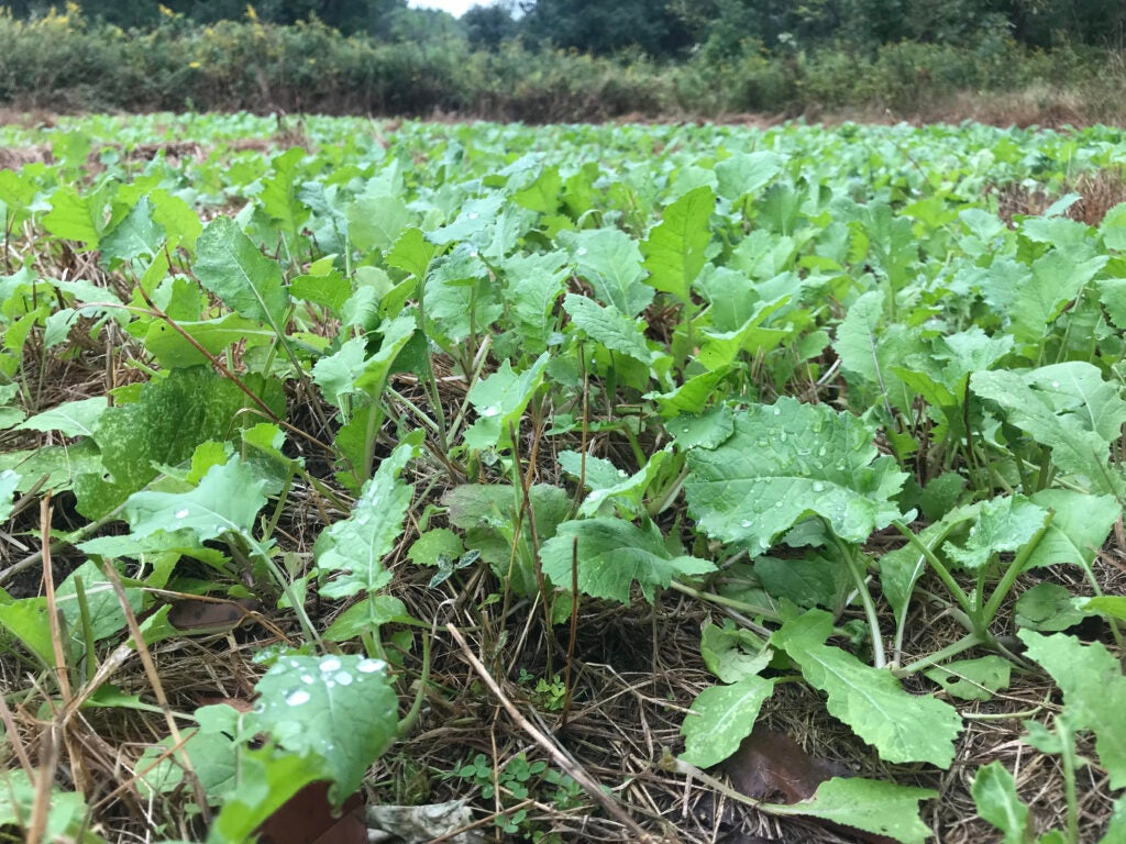 photo of brassicas showing when to plant deer food plots