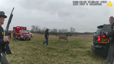 Ohio Police Officer Shoots and Kills Zebra After it Bites Owner’s Arm