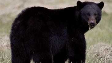 Connecticut Considers Black Bear Hunt Due to Rising Bear-Human Conflicts