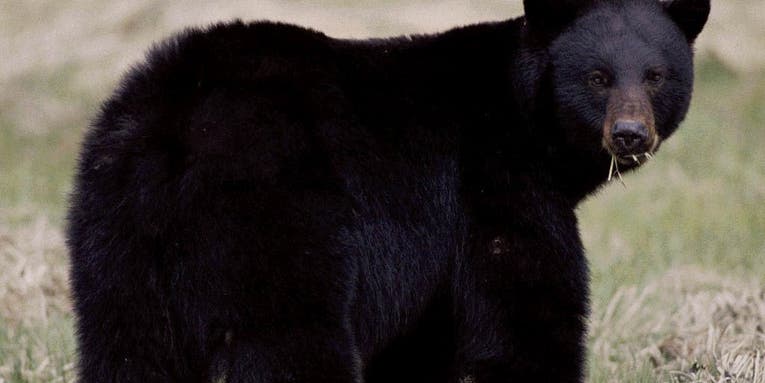 Connecticut Considers Black Bear Hunt Due to Rising Bear-Human Conflicts