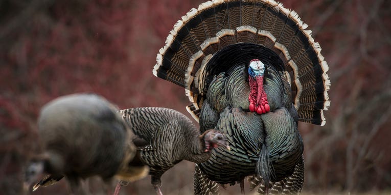 Best Days of the Strut: 7 Must-Hunt Dates for the 2023 Turkey Season