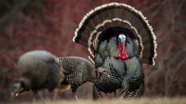 Best Days of the Strut: 7 Must-Hunt Dates for the 2023 Turkey Season