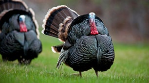 How to Turkey Hunt: Essential Tactics for Spring Gobblers