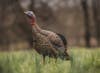 photo of how to turkey hunt with decoys