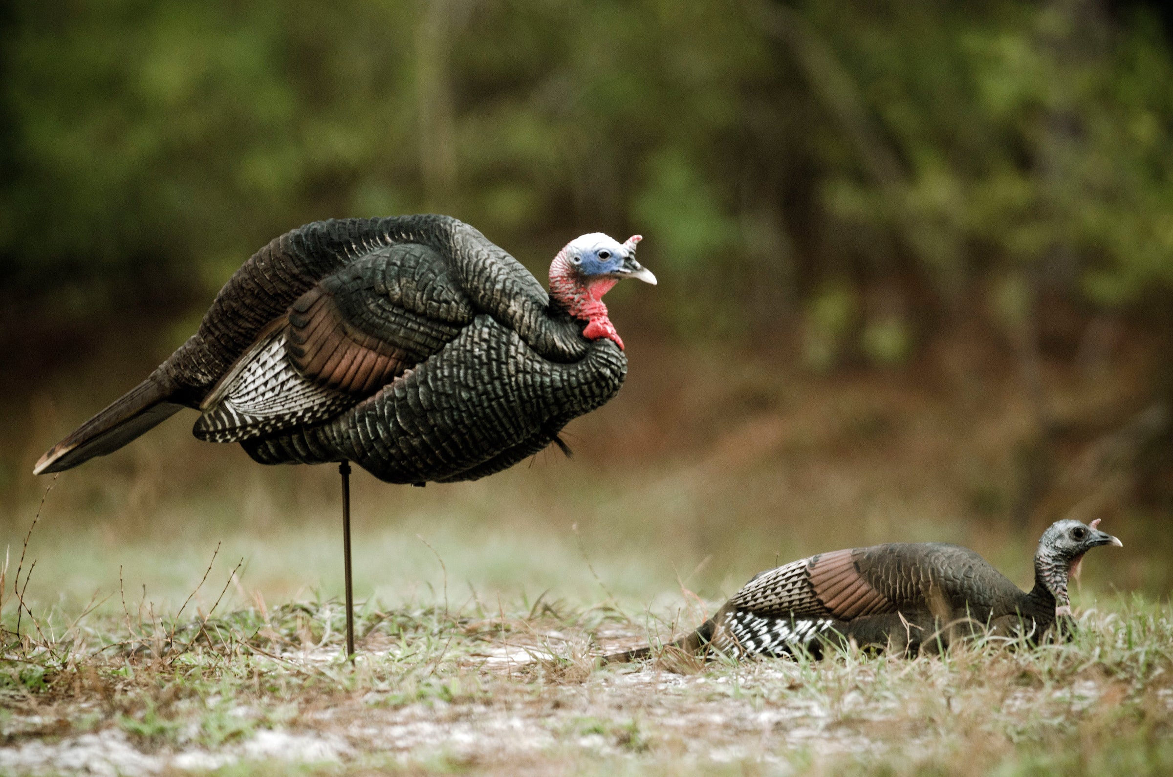 photo showing how to turkey hunt with decoys