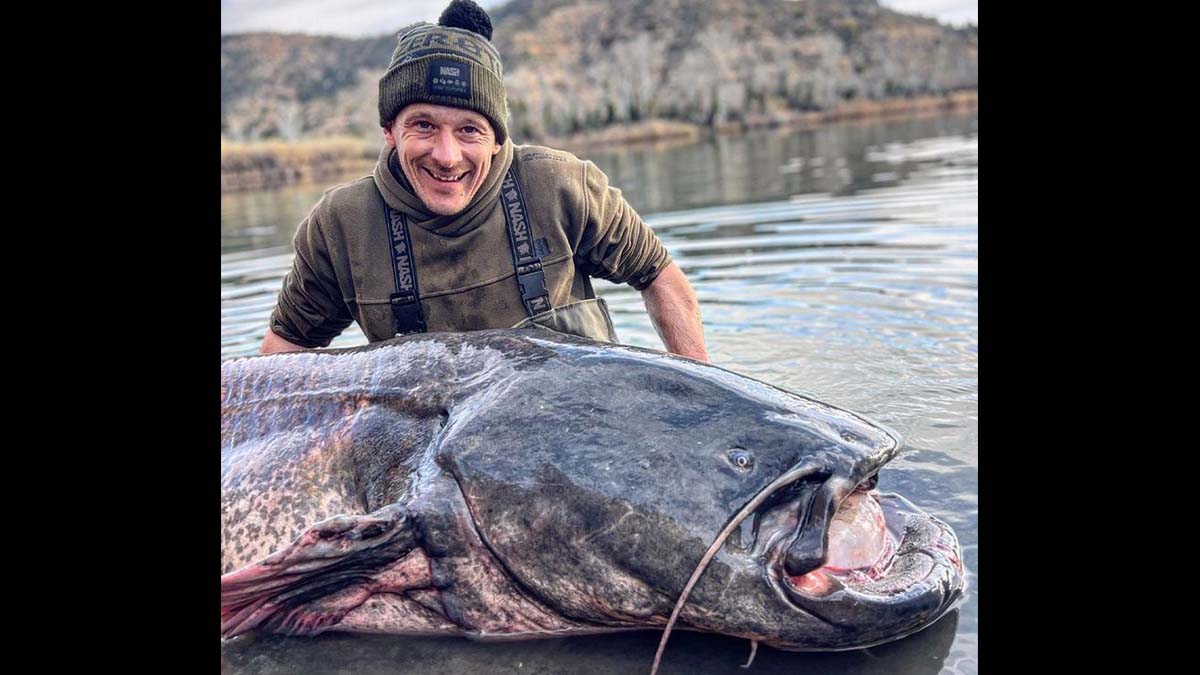 man poses for photo with giant catfish