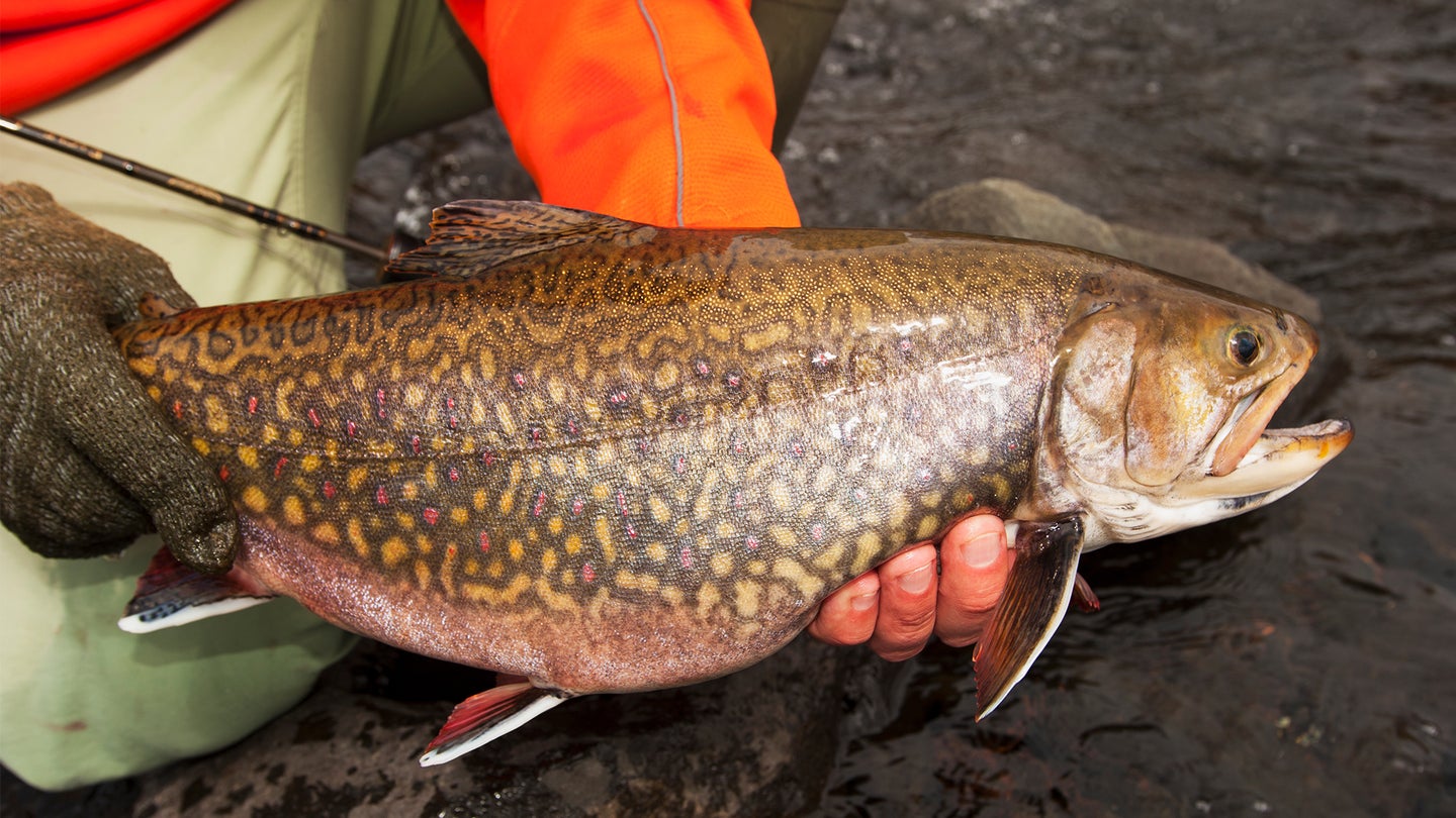photo of brook trout