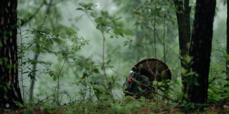 Q&A: Drs. Mike Chamberlain and Patrick H. Wightman on The State of Wild Turkeys