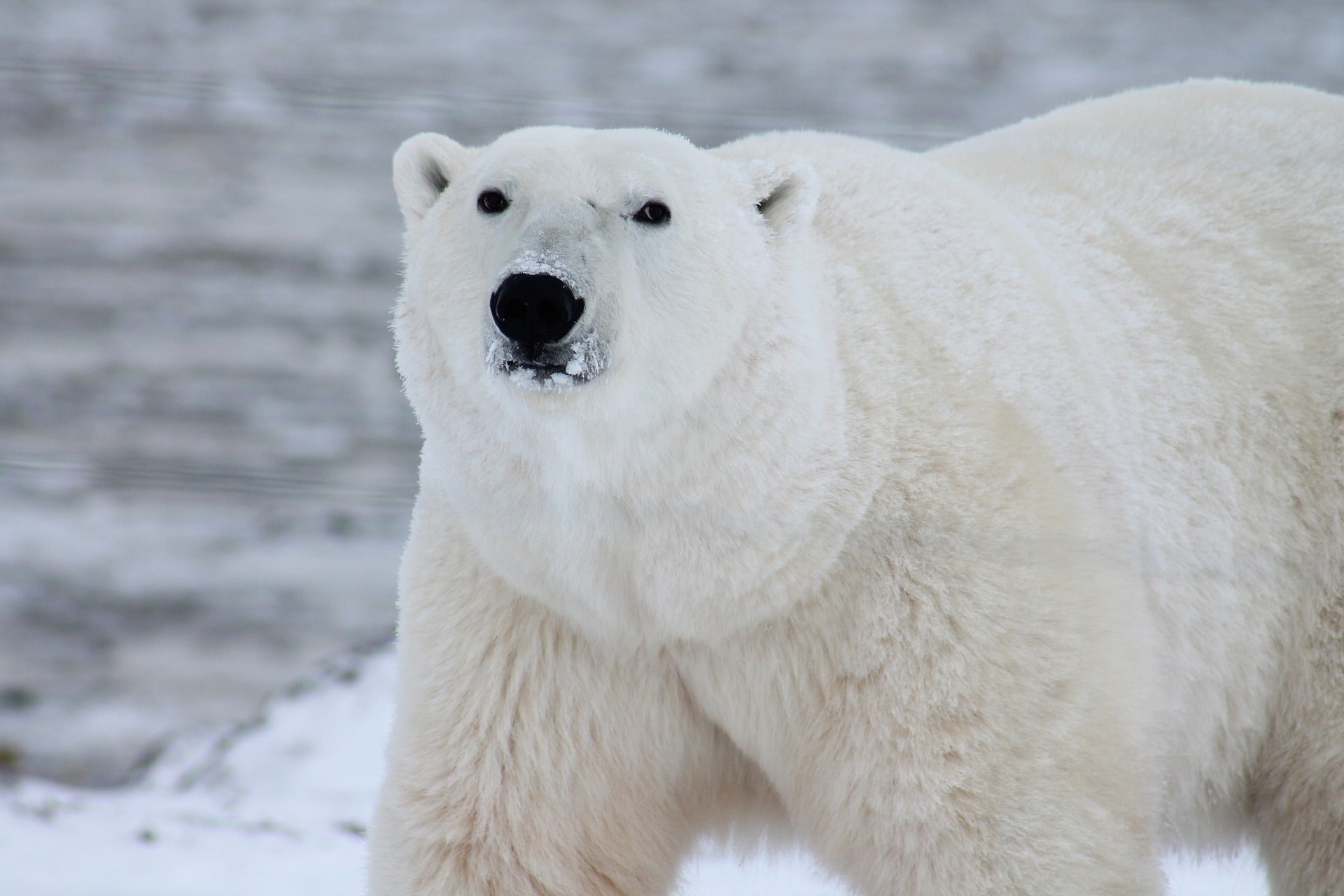 Polar bear on the ice.