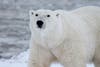 Polar bear on the ice.