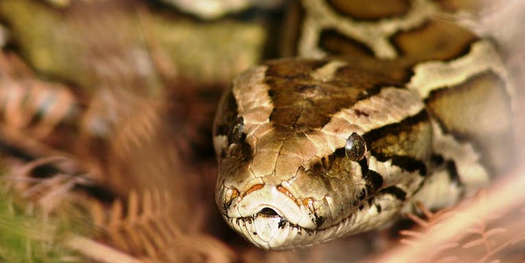 New Study: Florida’s Invasive Pythons are Multiplying  Rapidly—and Spreading North