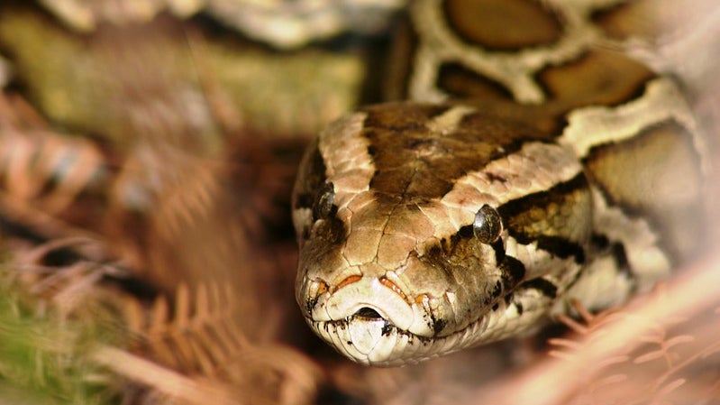 New Study: Florida’s Invasive Pythons are Multiplying  Rapidly—and Spreading North