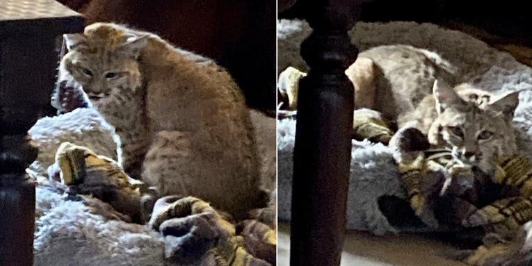 Bobcat Breaks into Arizona Home, Attacks Dog, and Steals its Bed