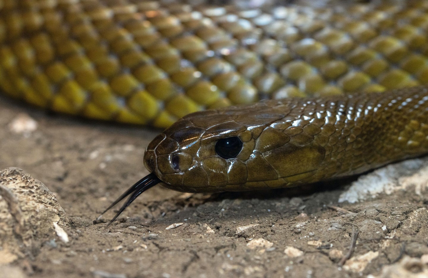 Brown snake.