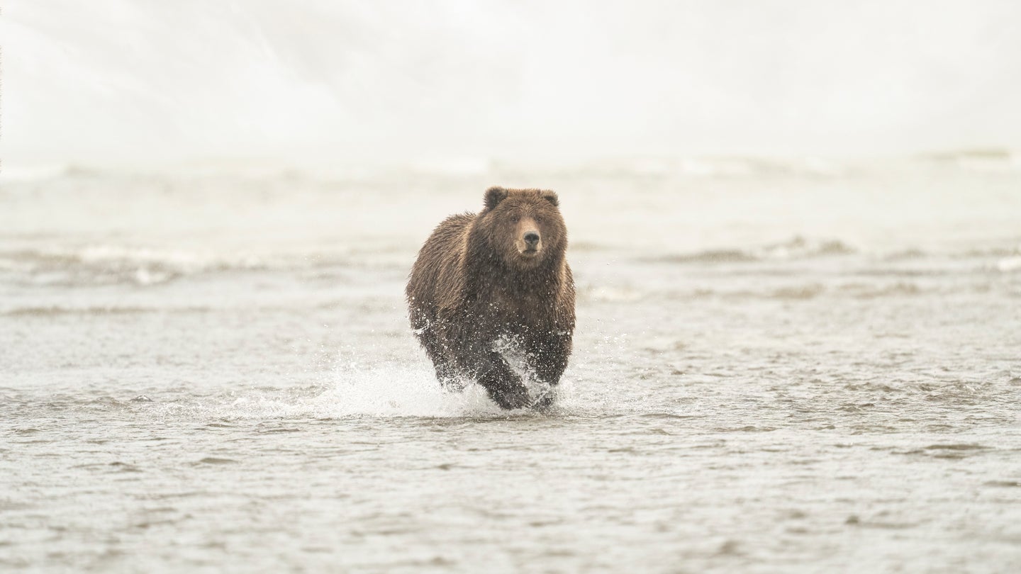 A large Coastal Brown Bear (Ursus arctos horribilis), aka. Grizzly Bear, chasing after salmon on the shoreline of Cook Inlet