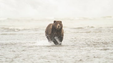 How Fast Can a Bear Run: A Species-by-Species Guide
