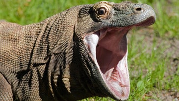Watch Komodo Dragon Swallow a “Deer” Whole