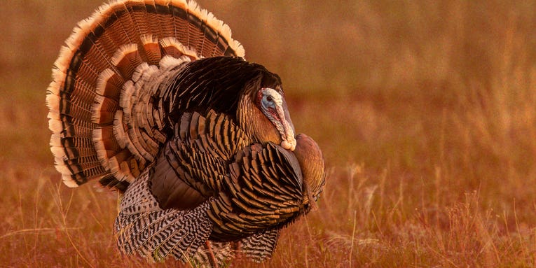 Box Score: My Ace-in-the-Hole Turkey Call