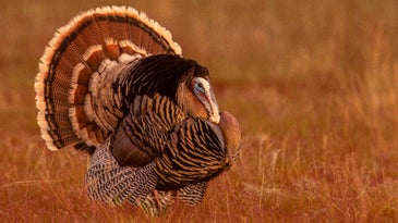 Box Score: My Ace-in-the-Hole Turkey Call