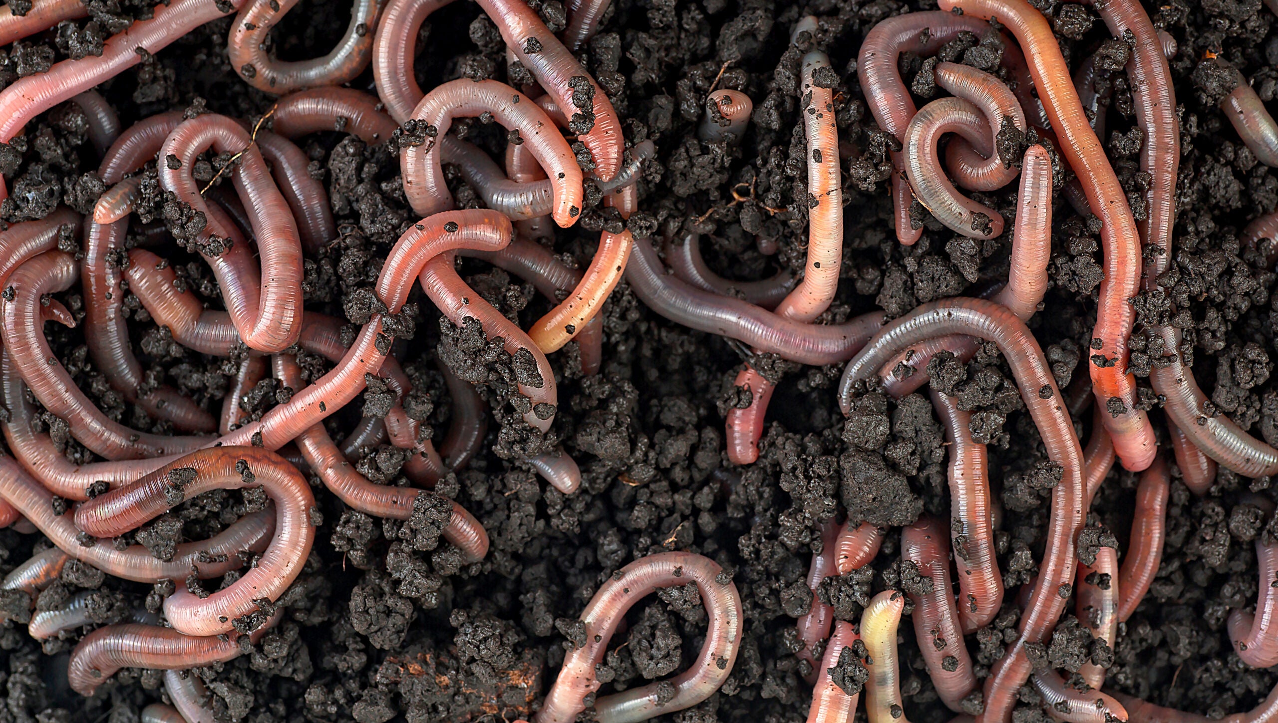 A closeup of garden worms in dirt