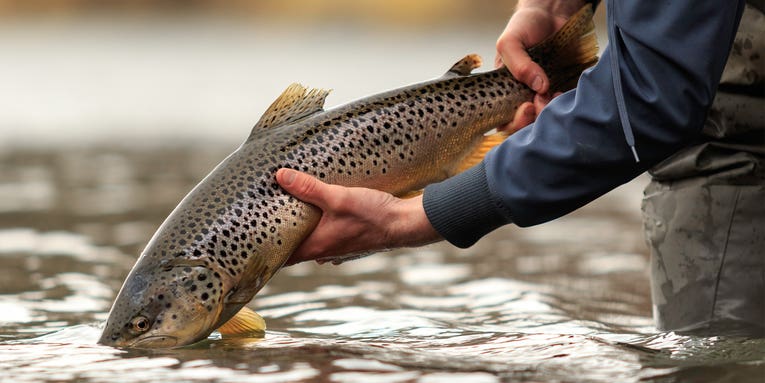 Spin Fishing for Trout: A Complete Guide with Expert Tips