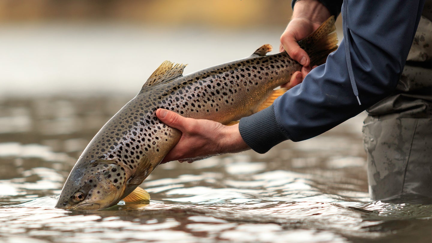 An angler release a big brown trout on a river.