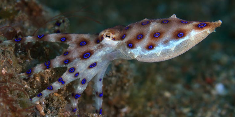 Woman Bitten By Blue Ringed Octopus, One of the World’s Most Venomous Sea Creatures
