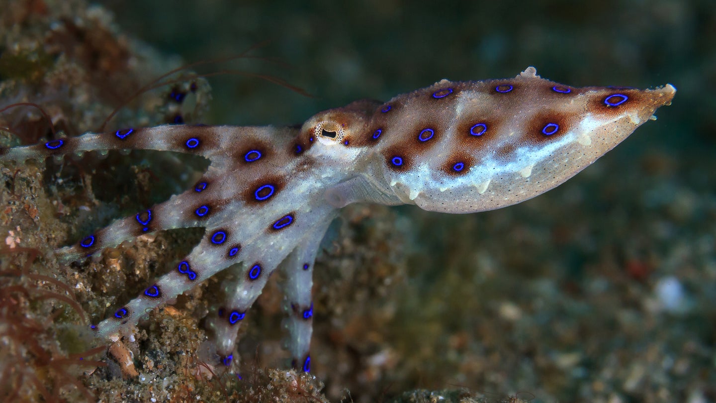 photo of blue-ringed octopus