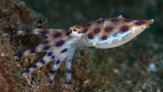 Woman Bitten By Blue Ringed Octopus, One of the Wold’s Most Venomous Sea Creatures