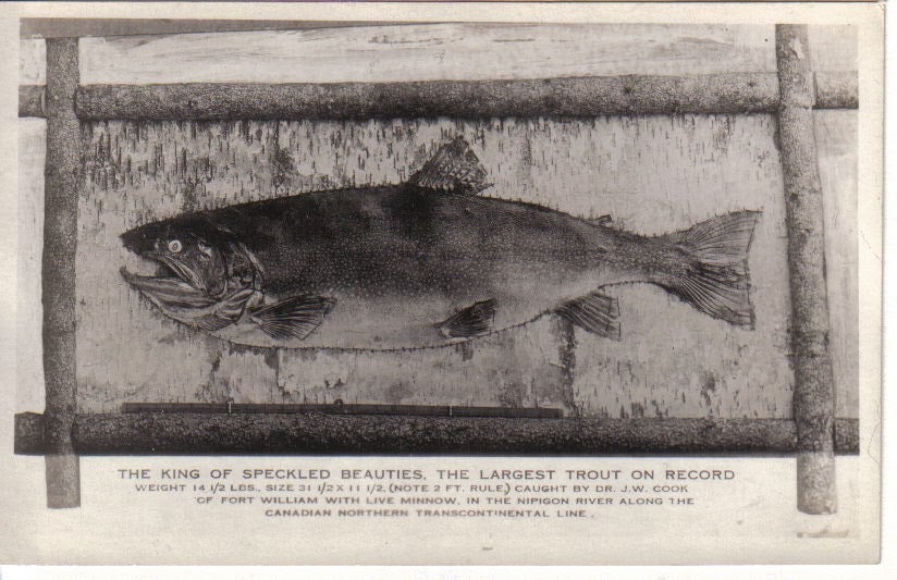 A vintage photograph of a record fish.