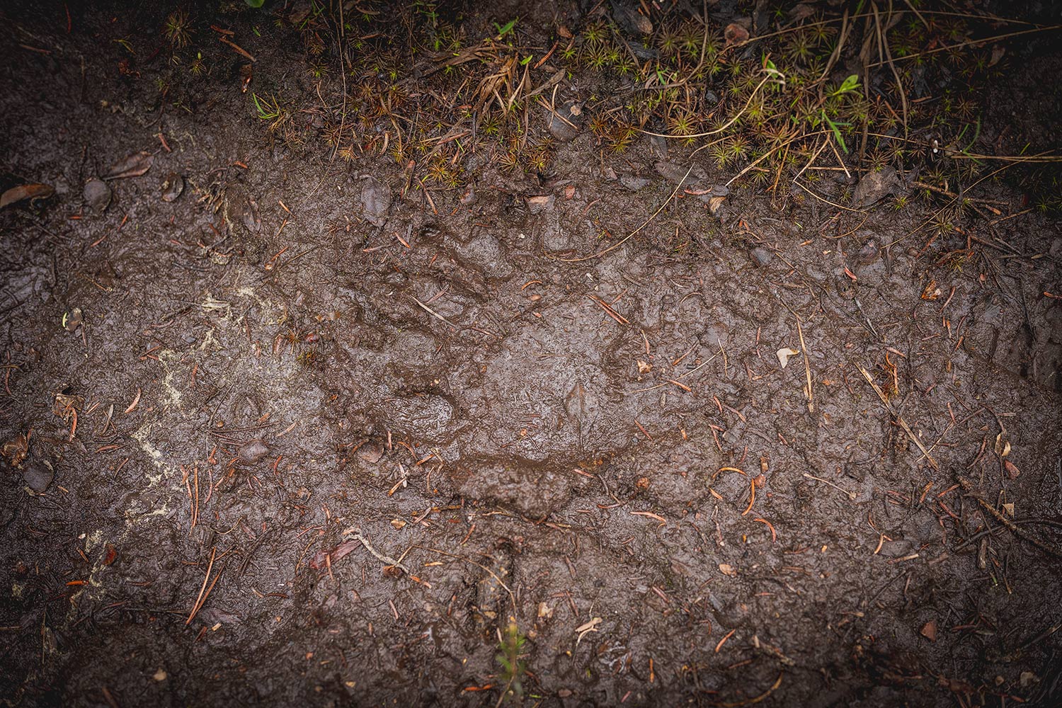 Grizzly print in mud