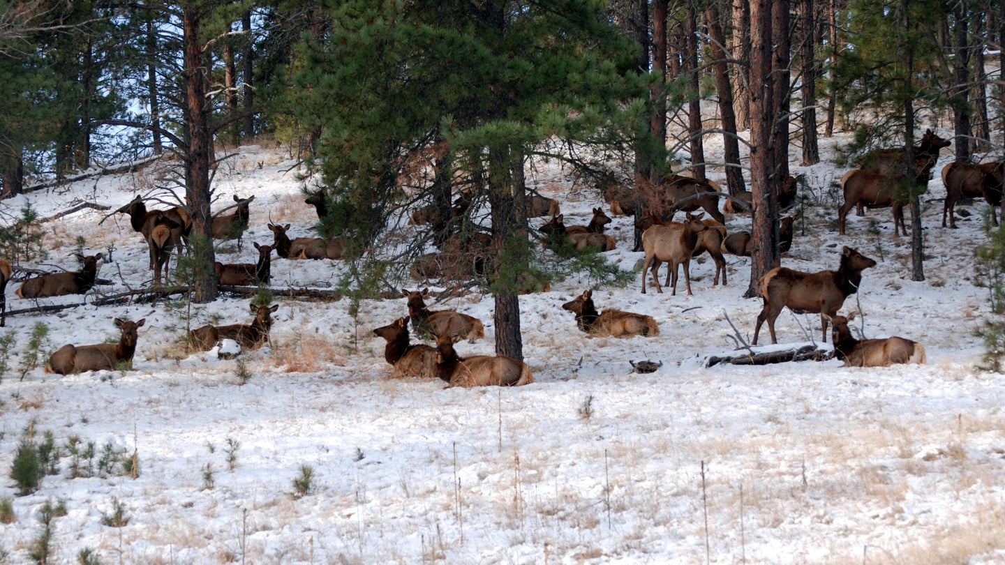 Man Blames “Elk Fever” for Poaching Multiple Animals in Oregon