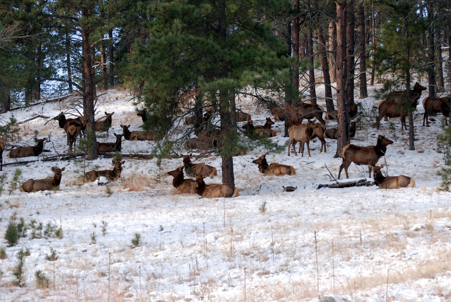 elk herd in snow