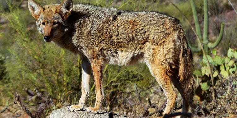 Nevada Bill Seeks to Ban So-Called “Coyote Killing Contests”