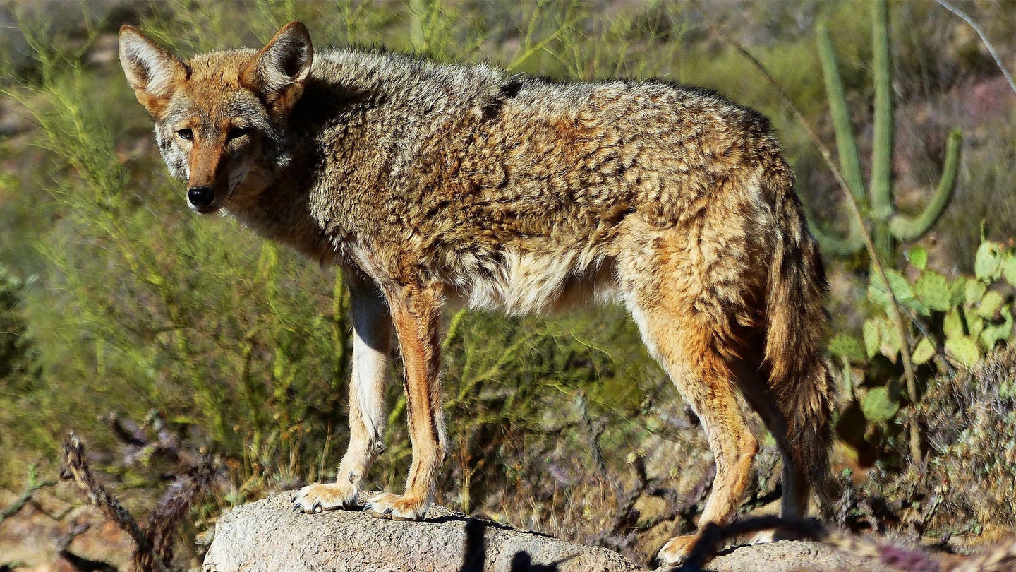 photo of western coyote