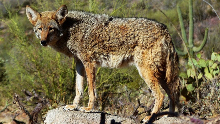 Nevada Bill Seeks to Ban So-Called “Coyote Killing Contests”