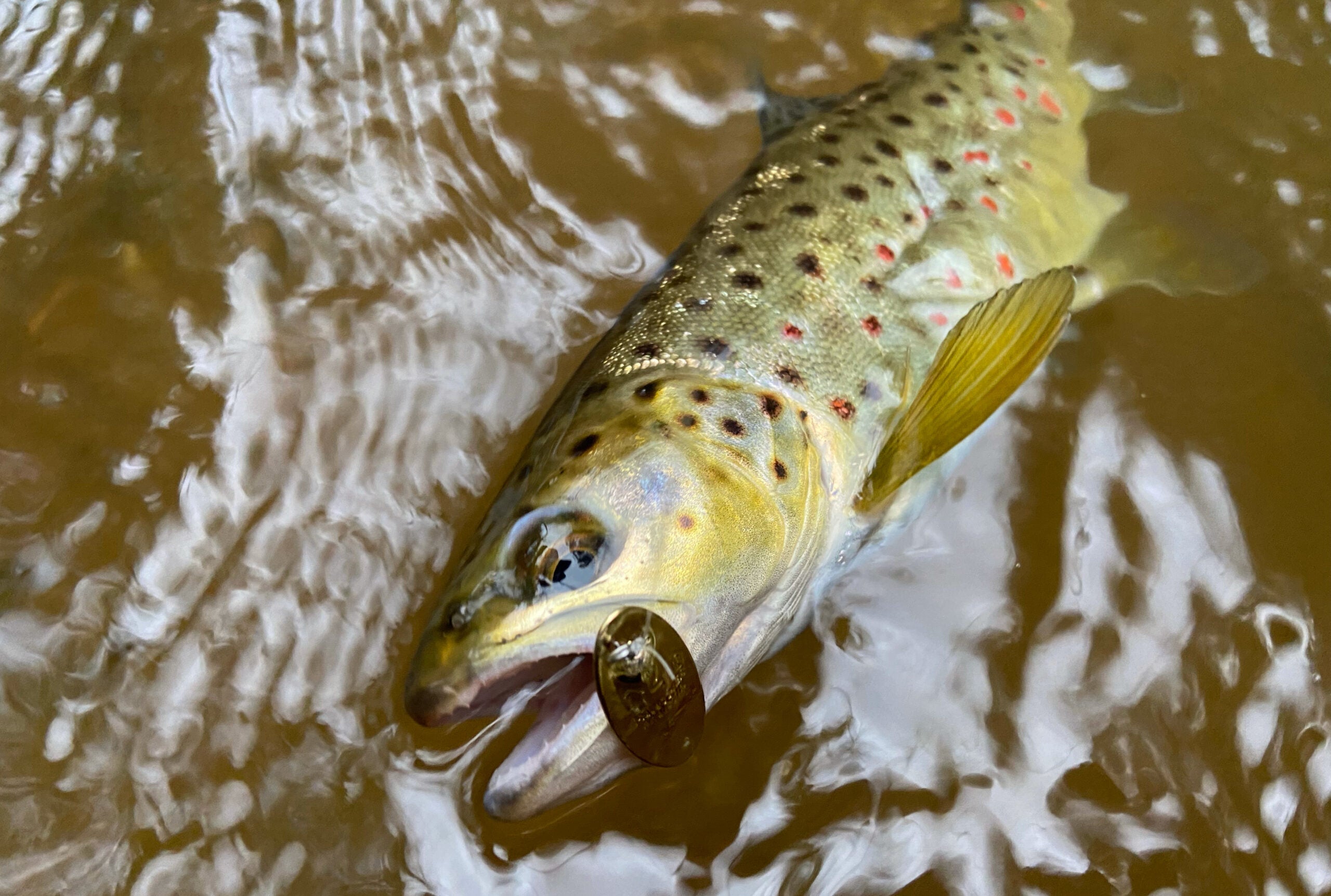 photo of brown trout caught on an in-line spinner