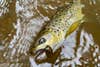 photo of brown trout caught on an in-line spinner