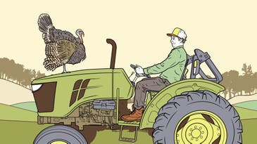 Stupid Birds! Even Gullible Gobblers Can Drive You Mad