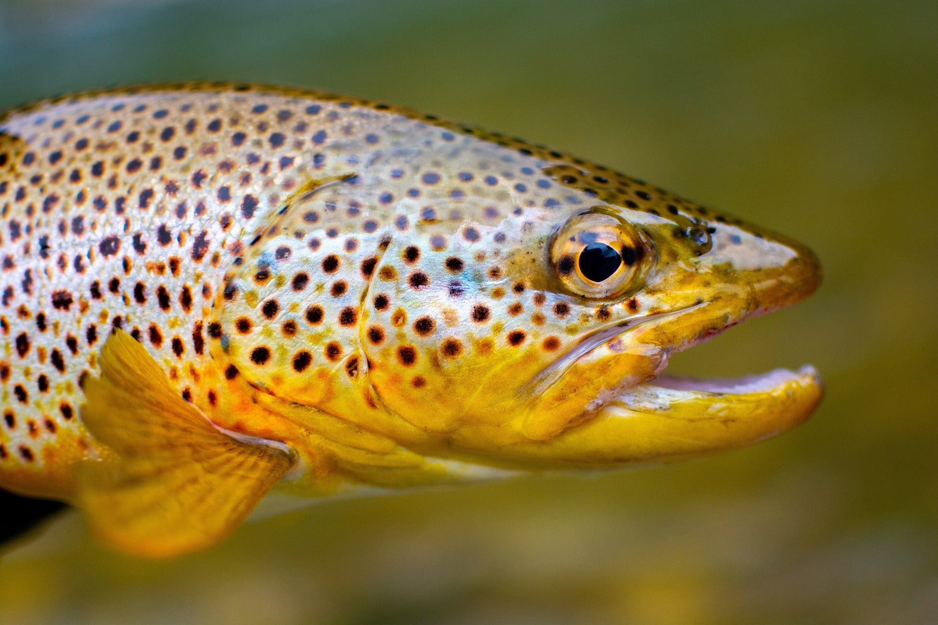 photo of a wild brown trout
