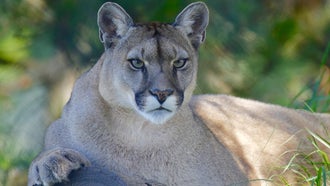 Man in Hot Tub Gets Mauled By Mountain Lion